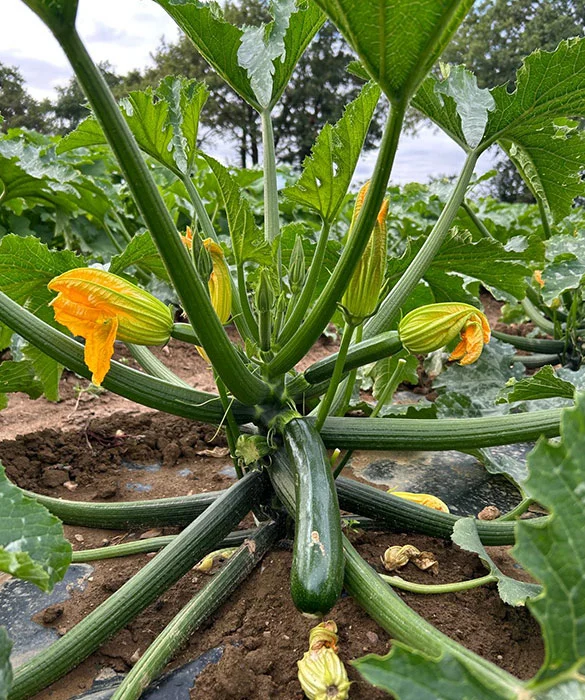 les produits de la ferme